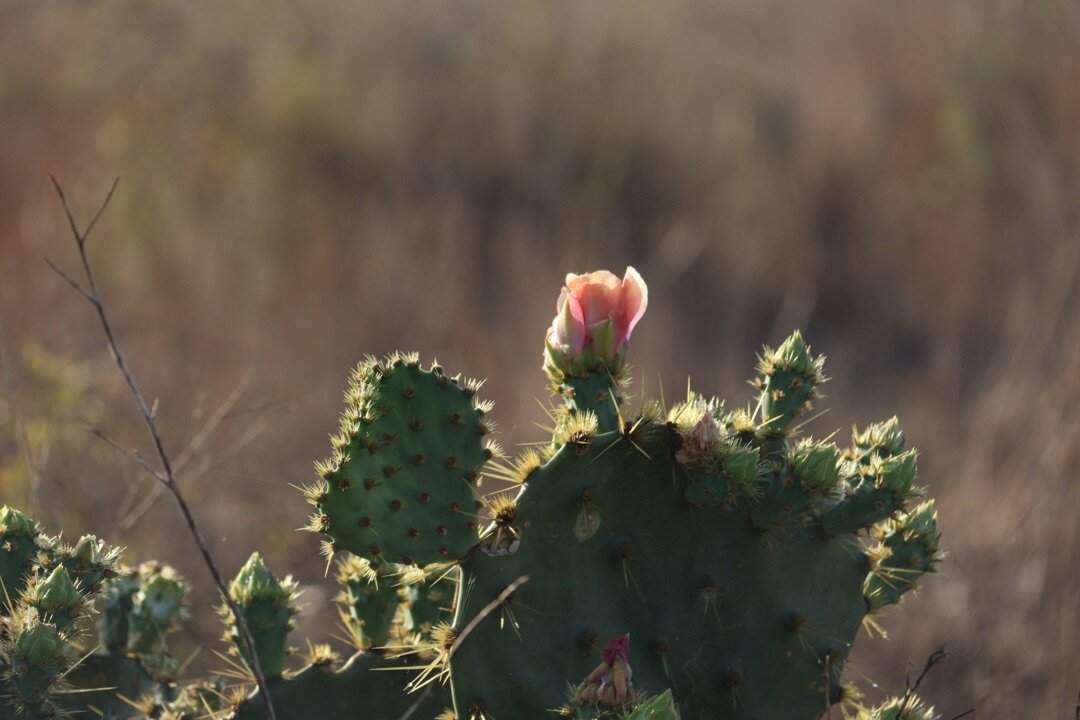First Bloom — Coastal Scrub