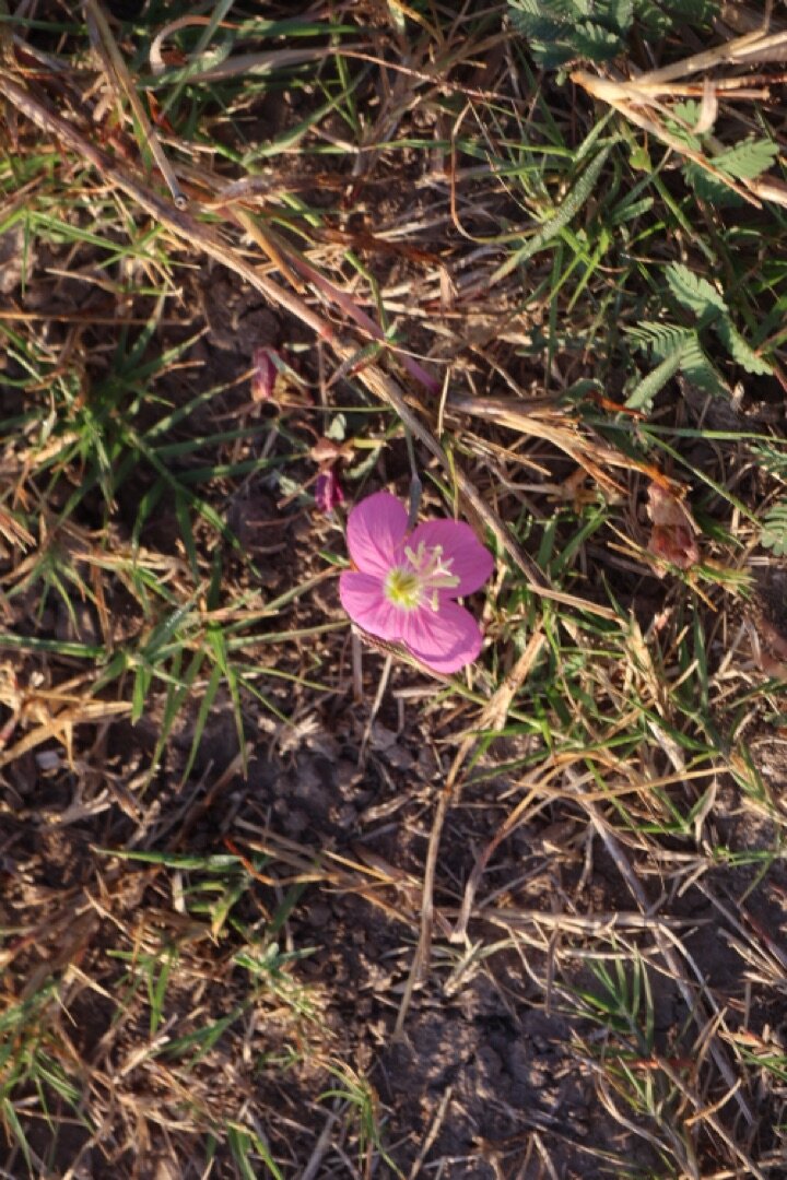 Pink Study — Roadside